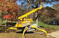 Uproot Tree Removal Services Brampton image 7